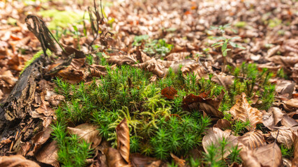 Beautiful moss in the north of Spain