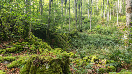 Leafy forest in northern Spain