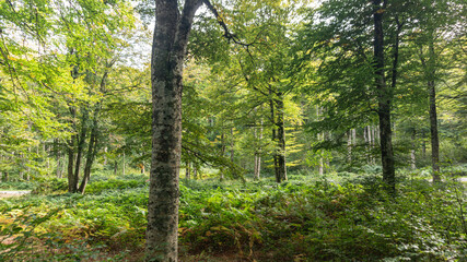 Leafy forest in northern Spain
