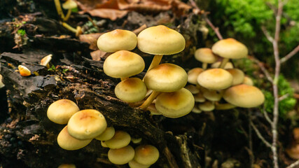 Mushrooms in a forest in northern Spain