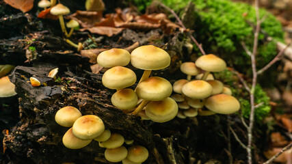 Mushrooms in a forest in northern Spain