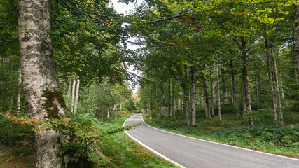 Road in the middle of a forest in northern Spain