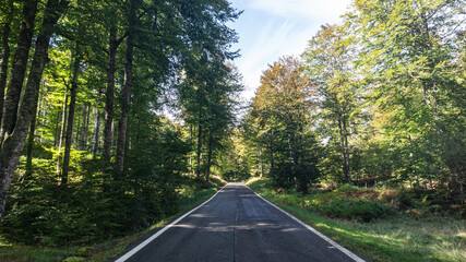 Road in the middle of a forest in northern Spain
