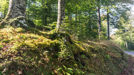 Leafy forest in northern Spain