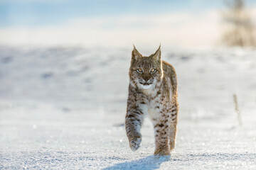 Lynx at frosty sunrise. Young Eurasian lynx, Lynx lynx, walks on snowy meadow in cold morning. Cute wild cat. Winter nature. Beast of prey in natural habitat. Beautiful animal with spotted orange fur. © Vaclav