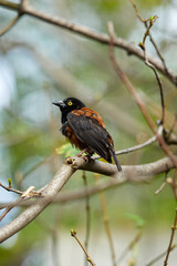 Vieillot's black weaver (Ploceus nigerrimus) 