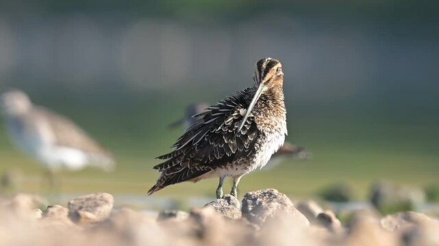 Common snipe (Gallinago gallinago) is a rare species, it can be seen in the wetlands of the Tigris Valley in all seasons of the year.