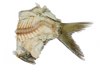 Pathoanatomy. Dissection of spine in Caspian bream (Abramis brama orientalis, 3 years). Curvature...
