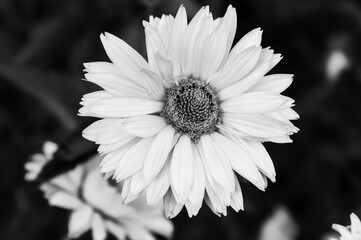 Black and White Photograph of a Single Blooming Flower, Explore the timeless elegance of nature with this black and white photograph showcasing a detailed flower in full bloom. Perfect for minimalist 