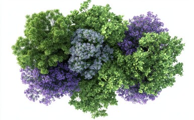 Tree with purple flowers top view for landscaping and architectural plans