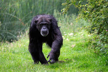 Chimpanzee, Pan troglodytes walking on grass