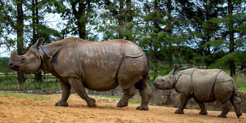 Greater one-horned rhinoceros and her calf walking together in a natural habitat during the day surrounded by trees, Rhinoceros unicornis