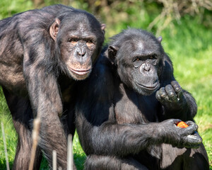 Two chimpanzees enjoying a sunny afternoon