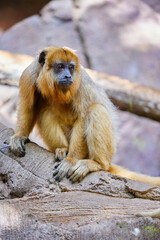 Gold howler (Alouatta caraya)