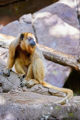 Gold howler (Alouatta caraya)