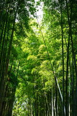 西賀茂正伝寺の竹林