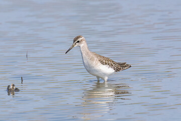 レンコン畑で餌を探すタカブシギ