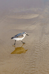 Small shorebird strolling across rippled sand at the water's edge.