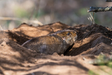 Azara´s Tuco tuco, Ctenomys azarae, La Pampa Province, Patagonia Argentina.