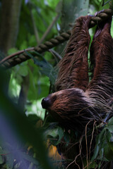 Sloth is hanging in tropical jungle of the zoo