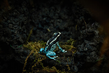 Dendrobates Azureus, dart frog