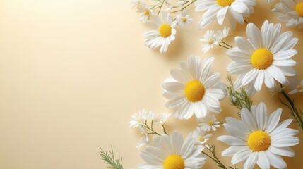 Fototapeta premium Summertime Background with Beautiful White Daisies and copy-space.