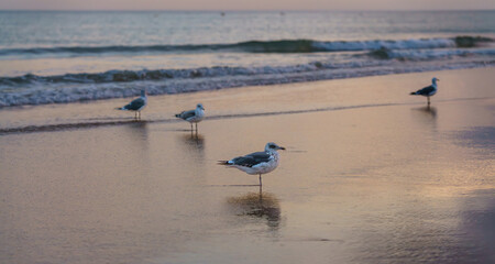 Calm evening beach scene with seagulls reflecting in the shallow water.