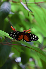 Obraz premium Tropical butterflies red black white coloured on the green leaves