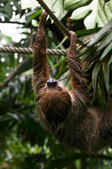 calm sloth hanging and climbing tree branch in tropical jungle of the zoo