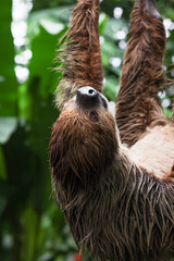 calm sloth hanging and climbing tree branch in tropical jungle of the zoo