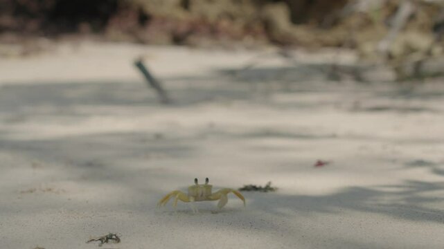 crustacean crab in beach brazil paraiba habitat
