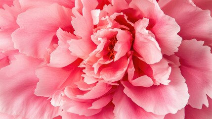 A close-up of a bright pink peony flower in full bloom, with layers of delicate petals creating a soft and luxurious texture