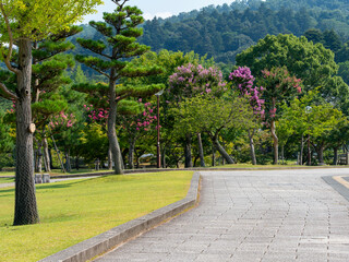 百日紅の花が咲く奈良公園