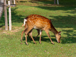 芝を食べる奈良公園の鹿