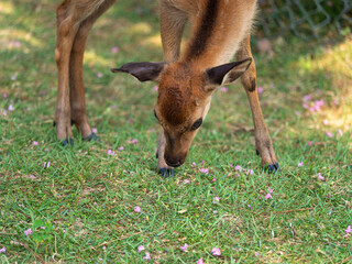 奈良公園の子鹿と落ちた百日紅の花びら