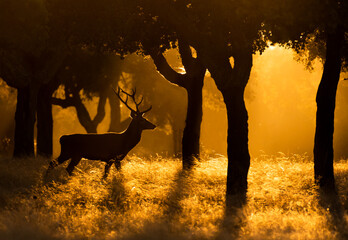 a deer at sunset in the forest