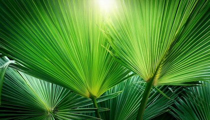palm tree leaves