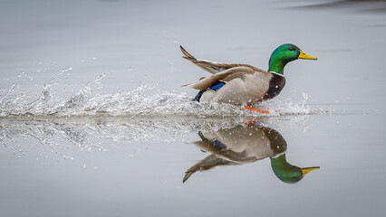 Mallard duck landing with a splash
