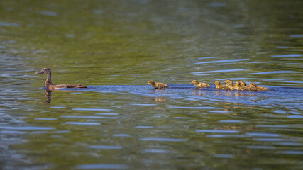 Mother duck and her brood of ducklings