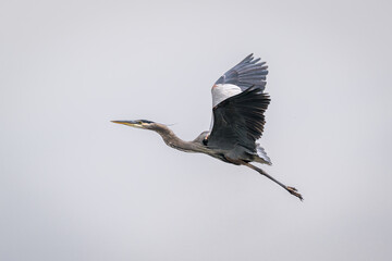 Great Blue Heron flying