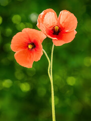 Fototapeta premium Red poppy flowers