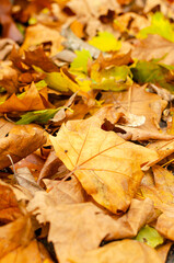 selective focus, dry leaves on the ground fallen in autumn