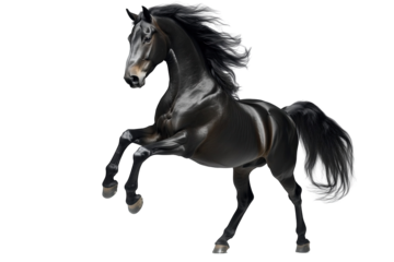 A majestic black horse rearing up with its mane flowing, showcasing strength and elegance in a studio setting