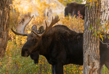 Bull Moose During the Rut in Autumn in Wyoming