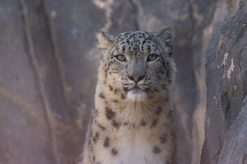 Snow leopard