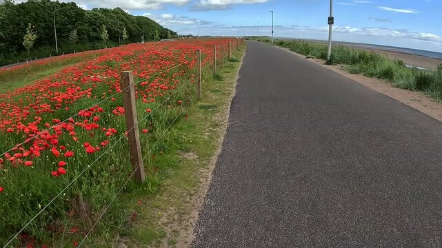 Tarmac path for cyclists beside a field of poppies with sea views under blue skies, Dundee, East Scotland, Scotland, United Kingdom, Europe