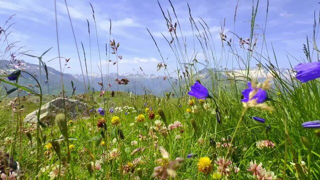 Low Angle View on Flowers and Wind turbine on the Swiss Alps and the Sky in a Sunny Windy Summer Day in Andermatt, Uri, Switzerland, Europe