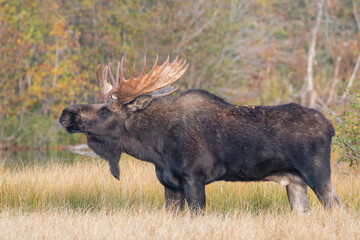 Bull Moose During the Rut in Autumn in Wyoming