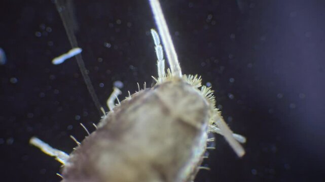 Slow-motion microscope footage of a silverfish insect, showing its silver body, long, thin antennae, and the bristles at its tail end in detail.