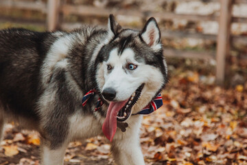 Husky with open mouth. Dog with tongue out. Husky close-up on the background of fallen leaves.